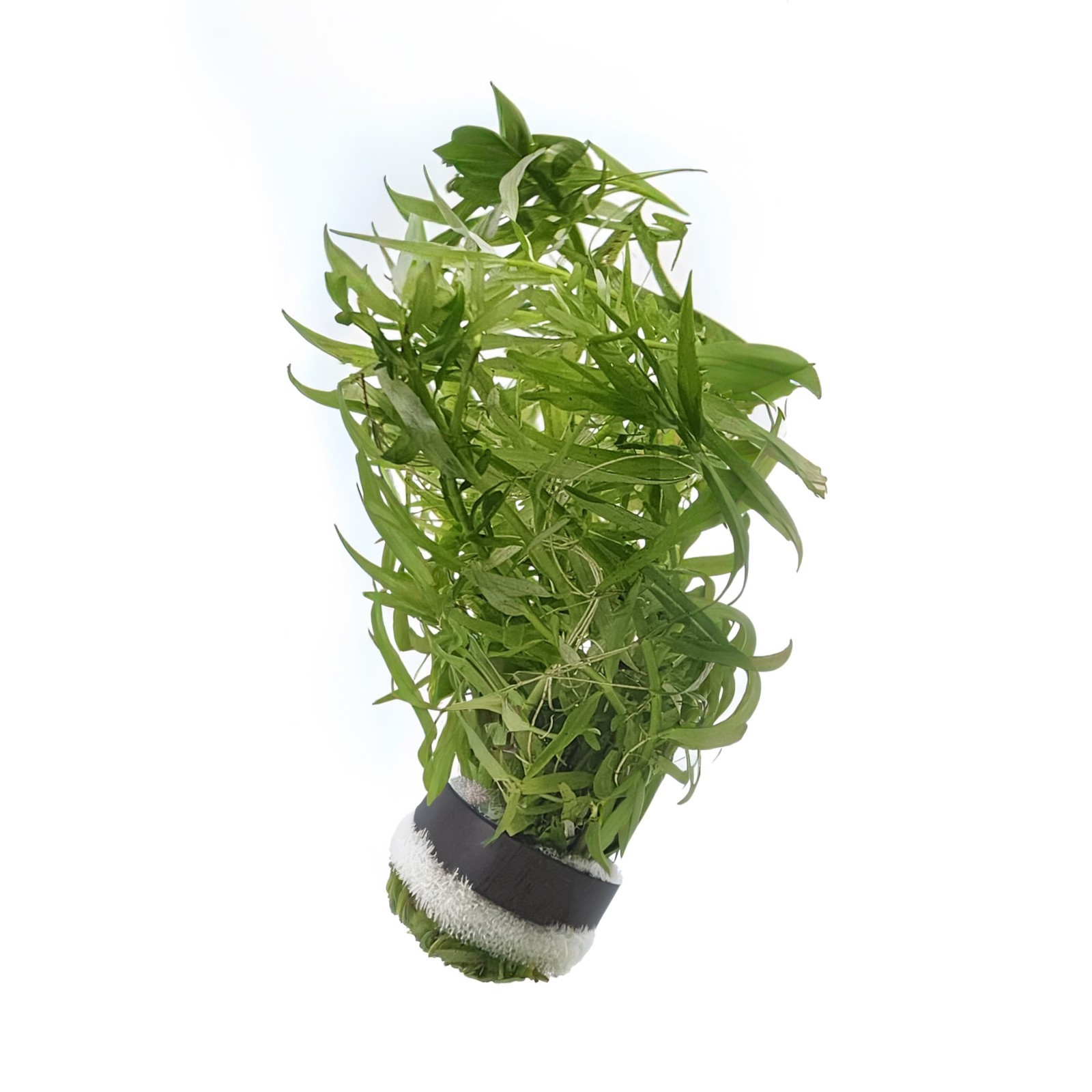 Rotala Mexicana Fresh cut Bunch