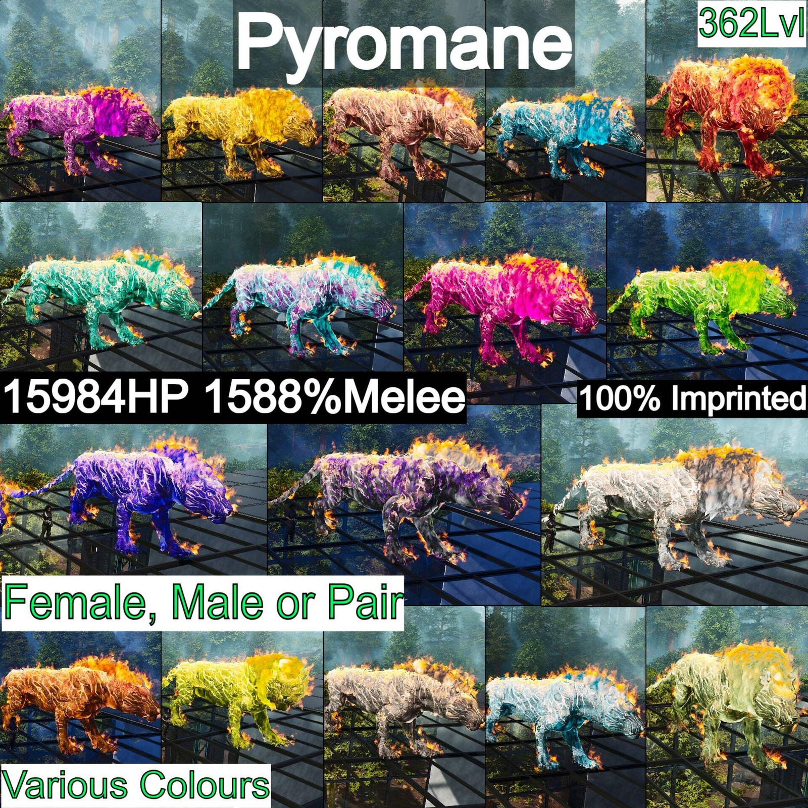 ASA PVE 🦖ARK Survival Ascended Pyromane Pyro 362Lvl 1588%dmg Imprinted🔥