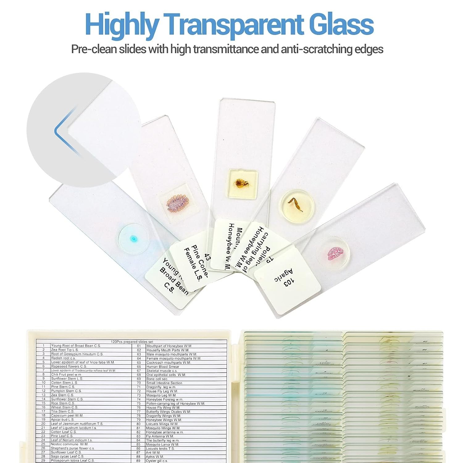 Microscope Slides with Plants and Animals