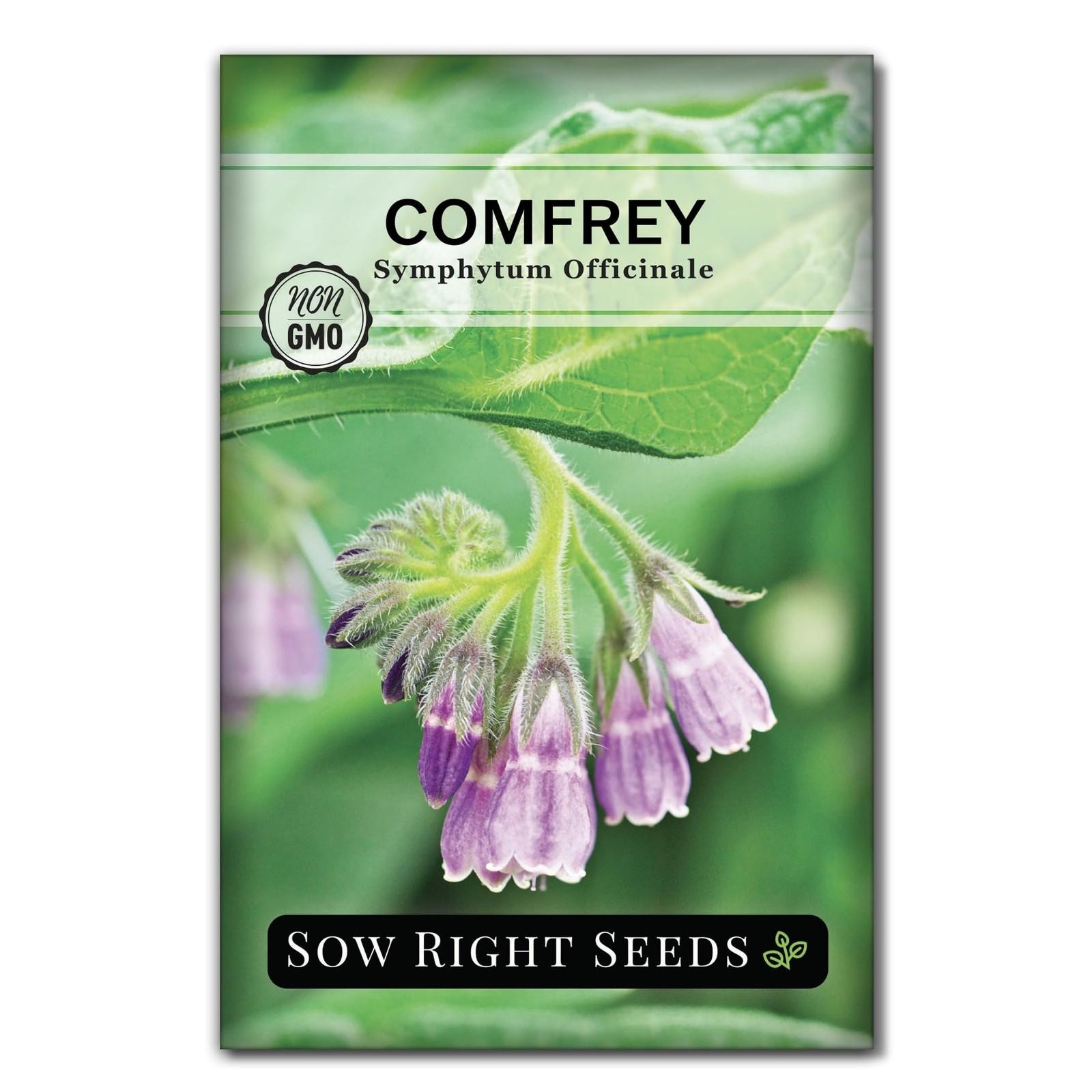 Sow Right Seeds - Comfrey for Planting - Non-gmo Heirloom Packet Purple