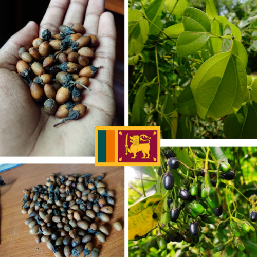 Ceylon Cinnamon Seeds [ 20 seeds ] Cinnamomum Zeylanicum