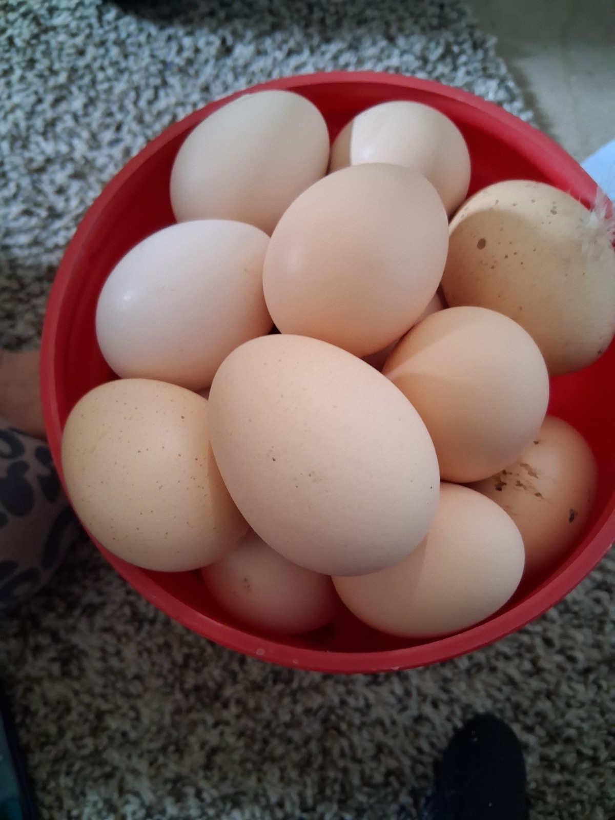 12+ Barnyard Mix Hatching Eggs 🥚