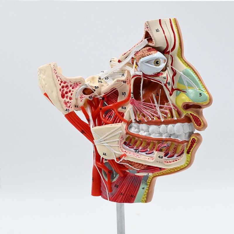 1:1 Human Head Vascular & Nerve Model Mid-sagittal Section For Anatomy Study