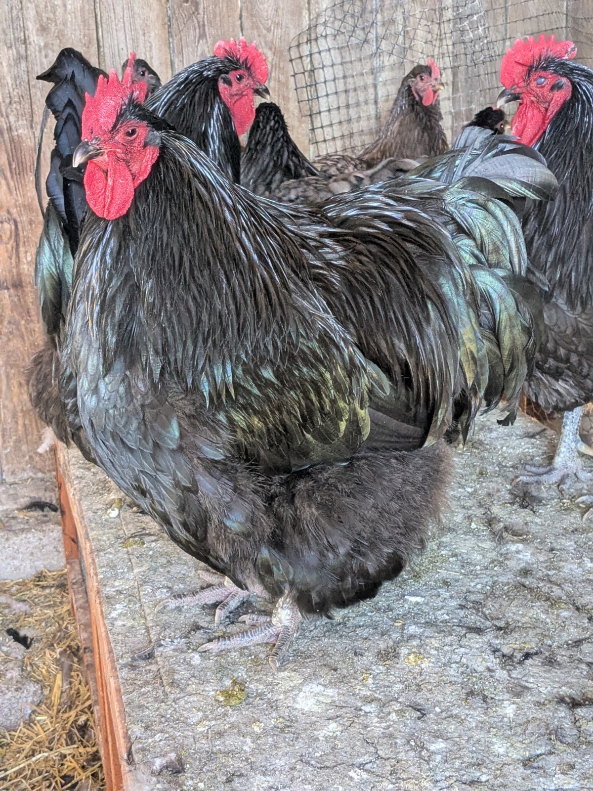 English Orpington Hatching Eggs 12+ BBS + Choco + Mauve