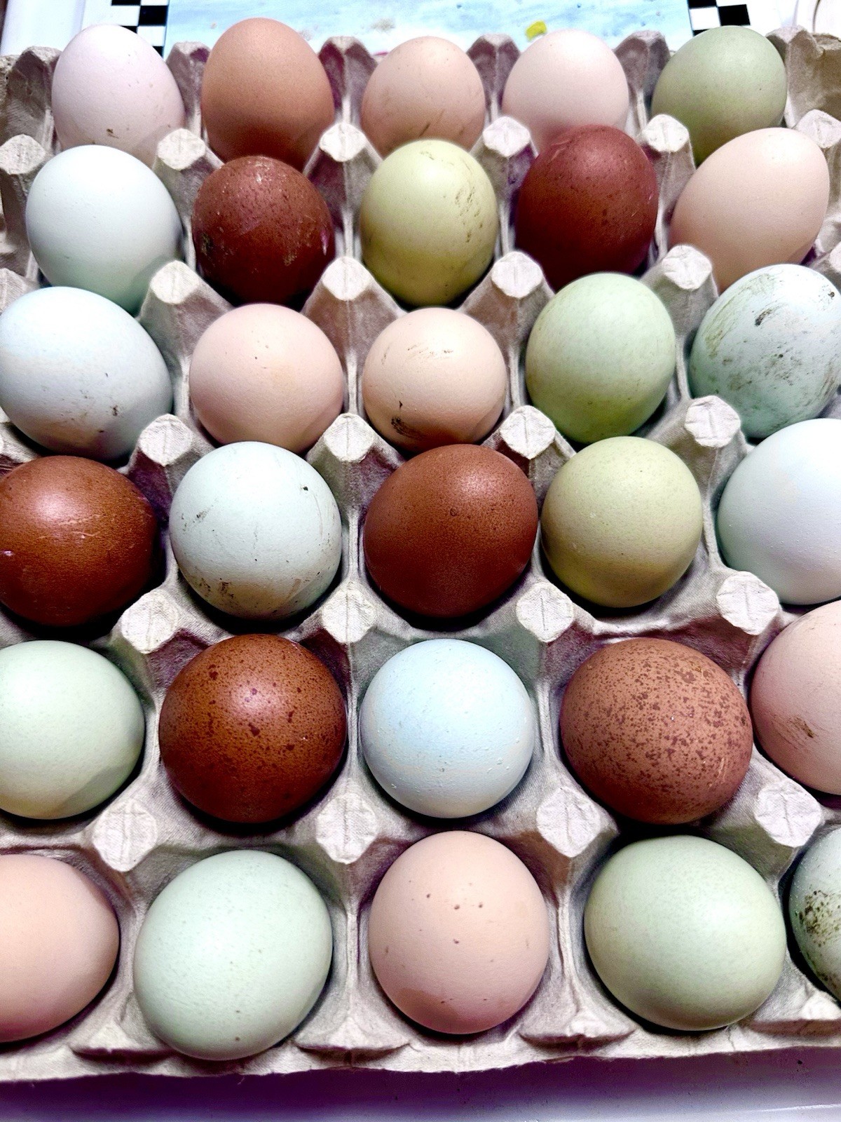 Backyard Mix- Hatching Eggs