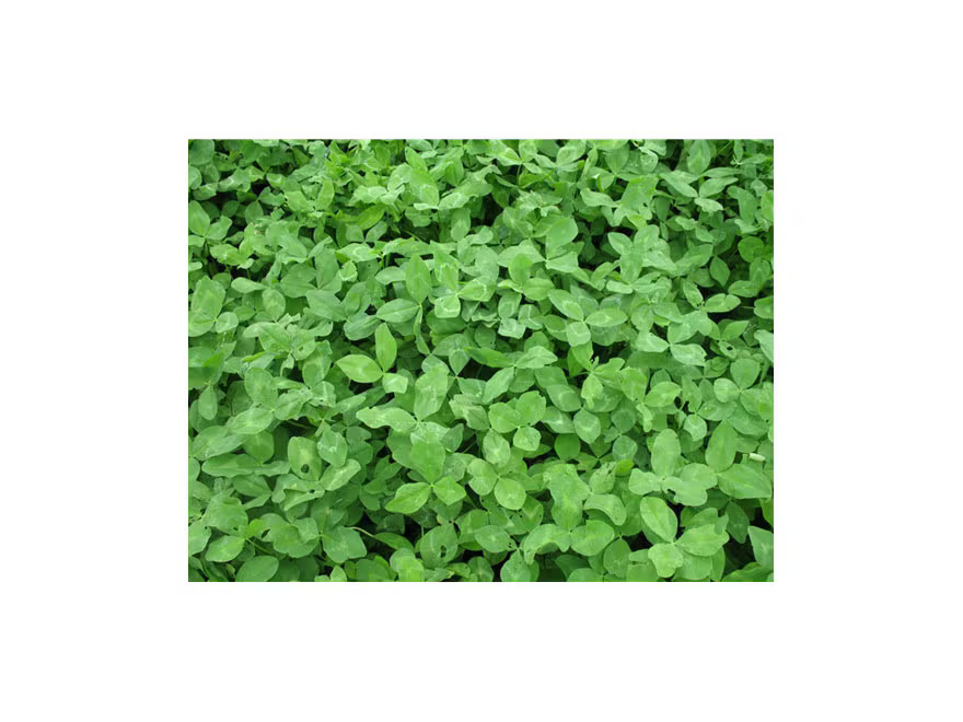 BioLogic Non-Typical Clover Perennial Food Plot Seed 2 lb
