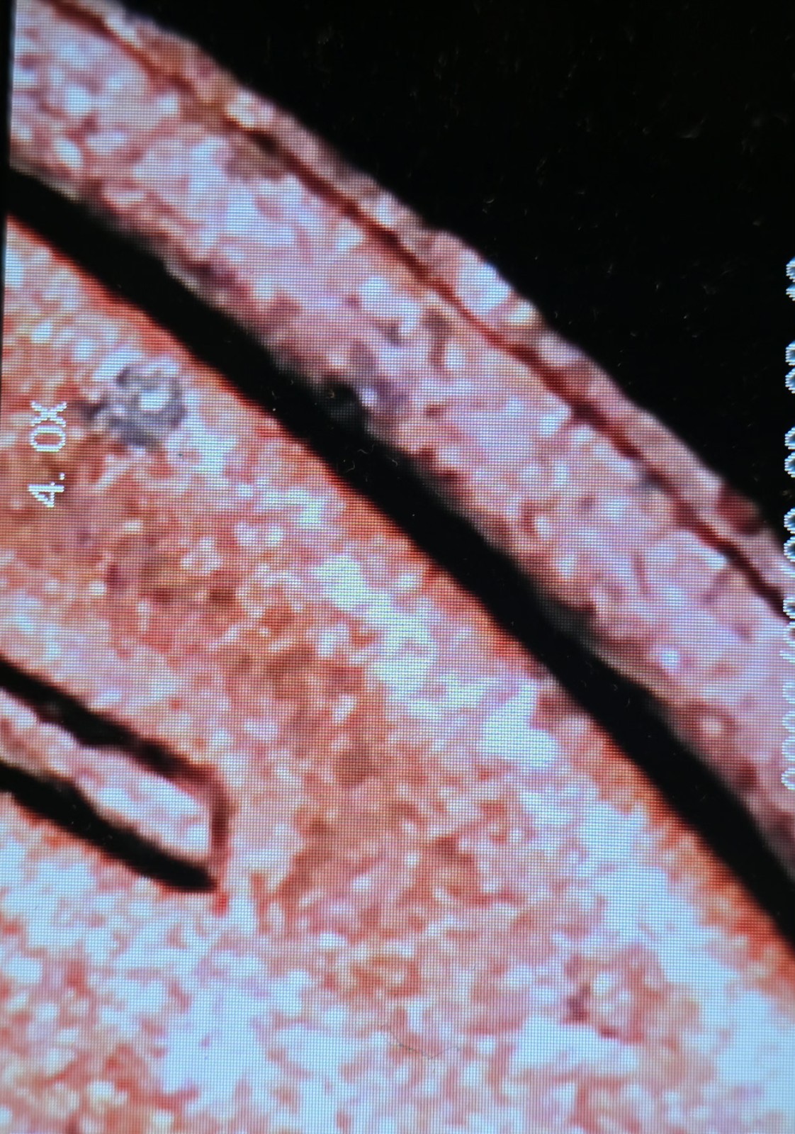 1977 Lincoln Cent 3.1g Copper Red💥Partial Double Rim Obverse & DDR Mint Errors