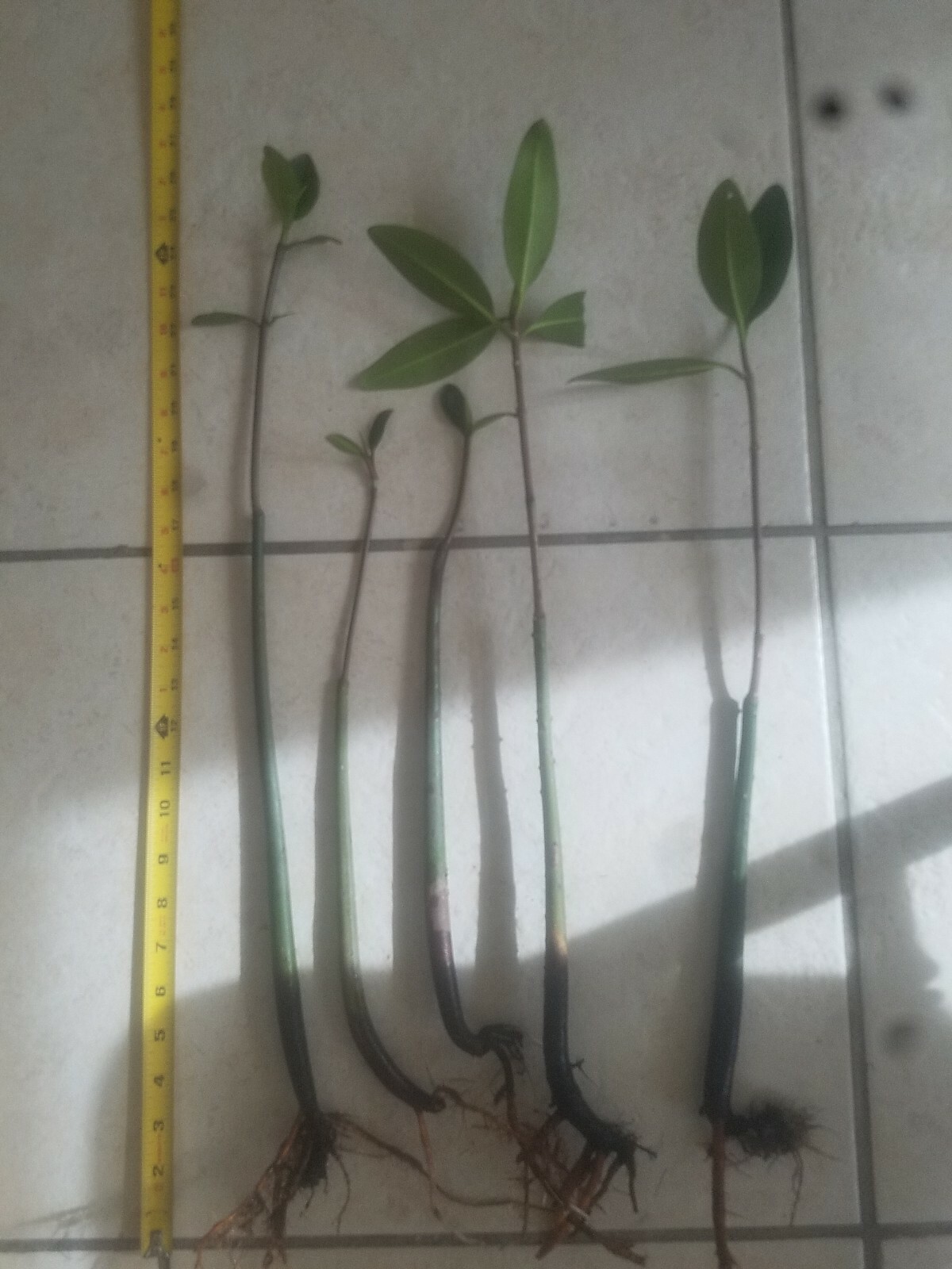 6 LARGE Red Mangrove Trees 18-26" Live Plants Rhizophora Mangle Refugium Nitrate