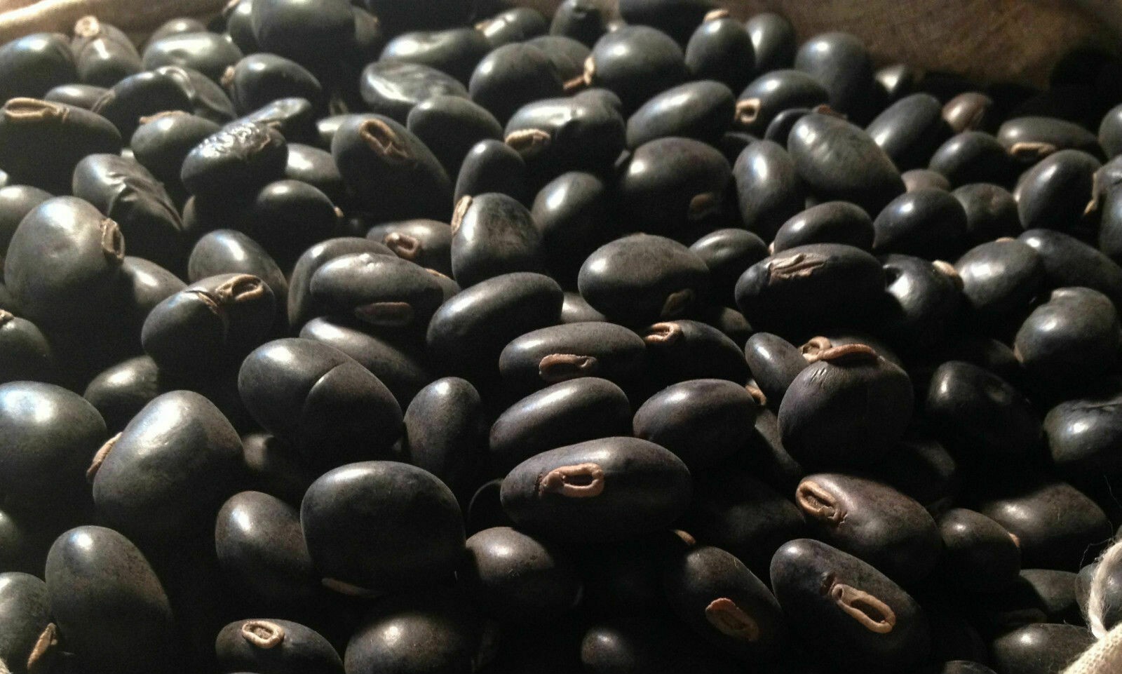 Black Kaunch Seeds Mucuna Pruriens Indian Velvet Bean Konch Beej 60g to 2Kg FS