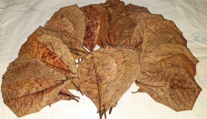 100pcs Natural Almond Leaves Fish Cleaning Treatment Aquarium Tank