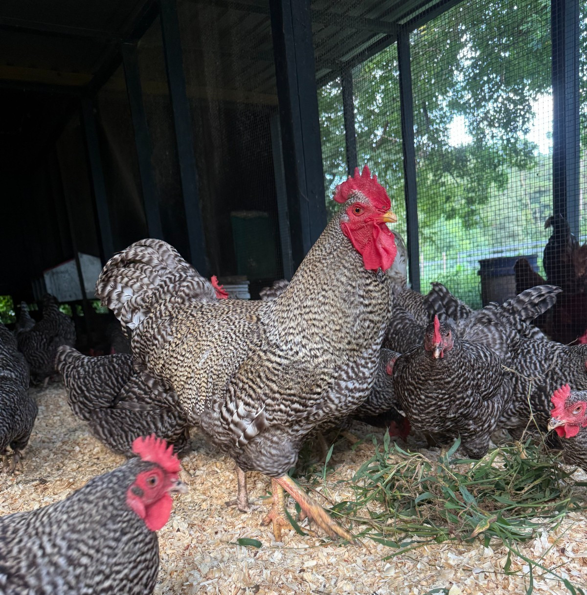 Pure Barred Rock Hatching Eggs 1 Dozen Foam Shipper Corn Soy Free