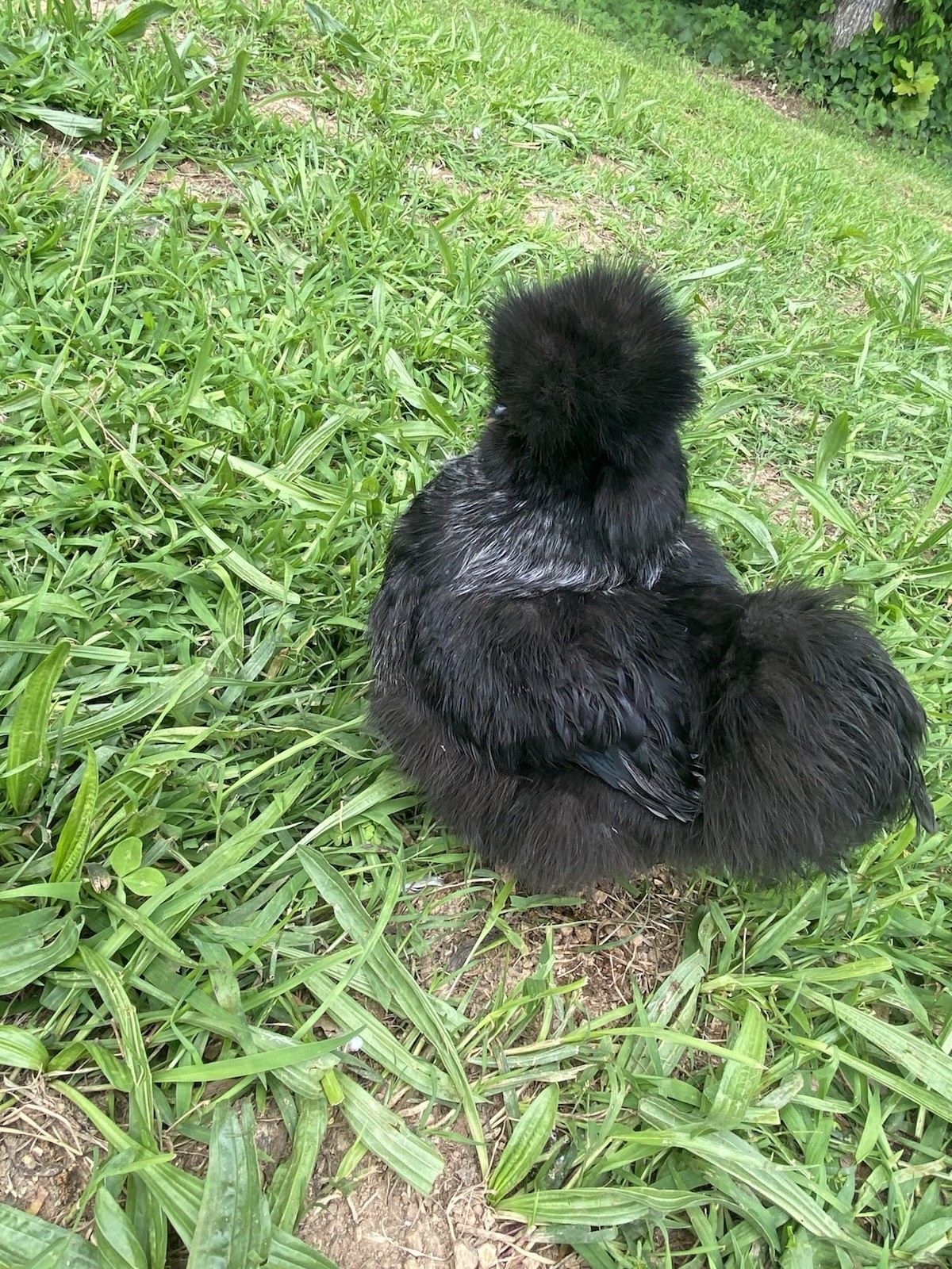 24 Bearded Silkie Hatching Eggs