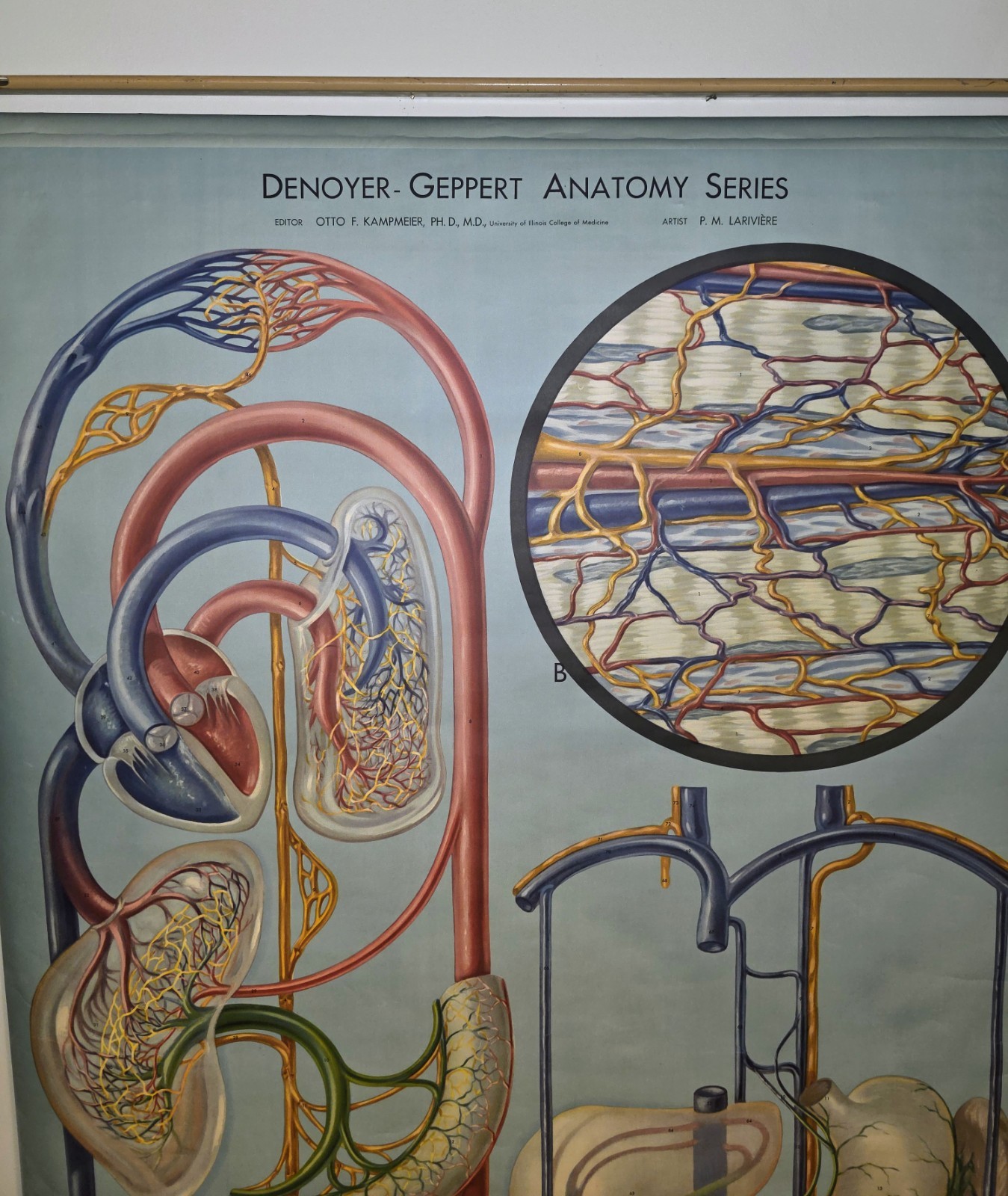 Denoyer-Geppert Anantomy Series Chart