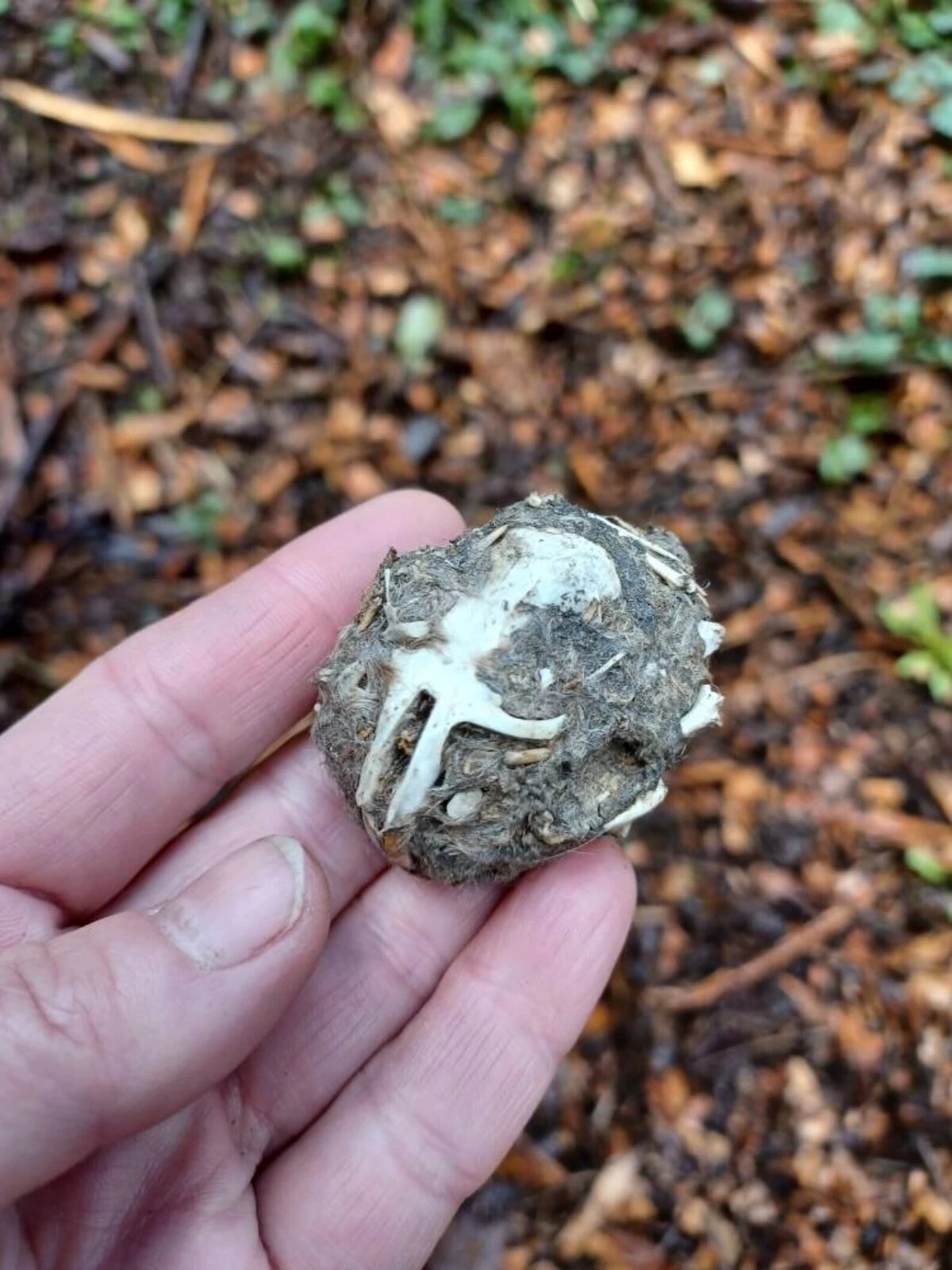3 LARGE OWL PELLETS - Sterilized - Nature study - Classroom activity