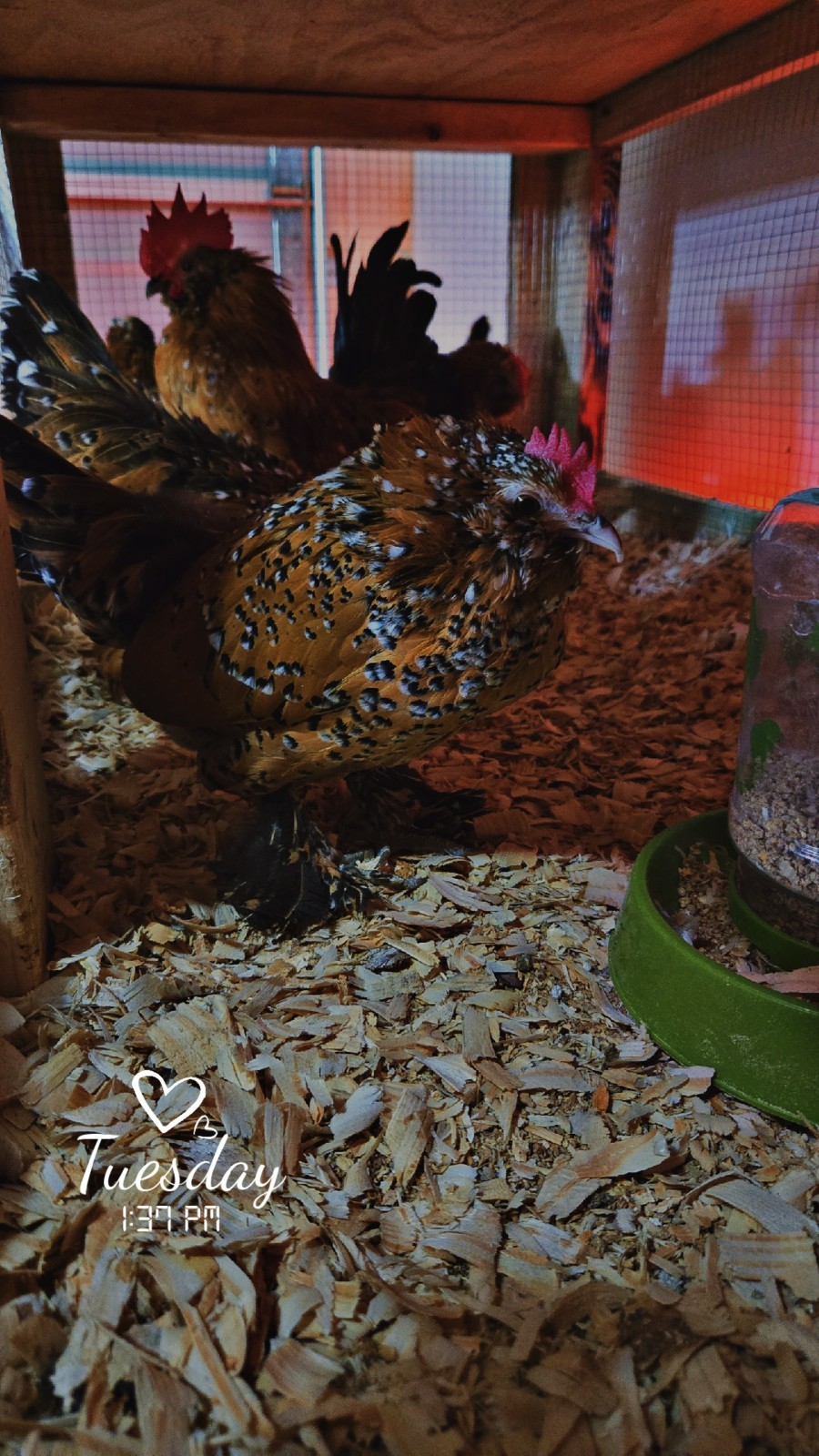 Belgian Bearded Mille Fleúr D'uccle Hatching Eggs (12+) NPIP Certified