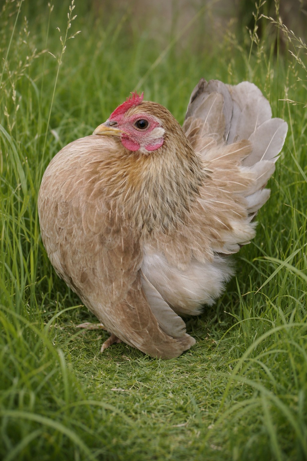 Special Order For ***marbre_5386*** ONLY Pure Serama Hatching Eggs 5 Plus Extra