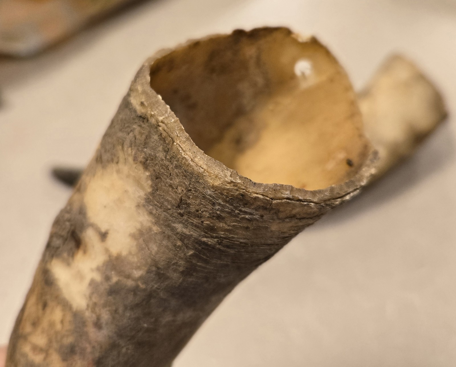 Lot Unfinished Muzzleloader Black Powder Horns