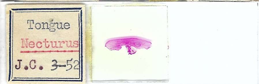 Necturus Tongue Microscope Slide