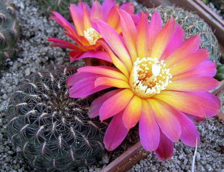 Sulcorebutia vanbaelii KK1213, seeds 10 pcs