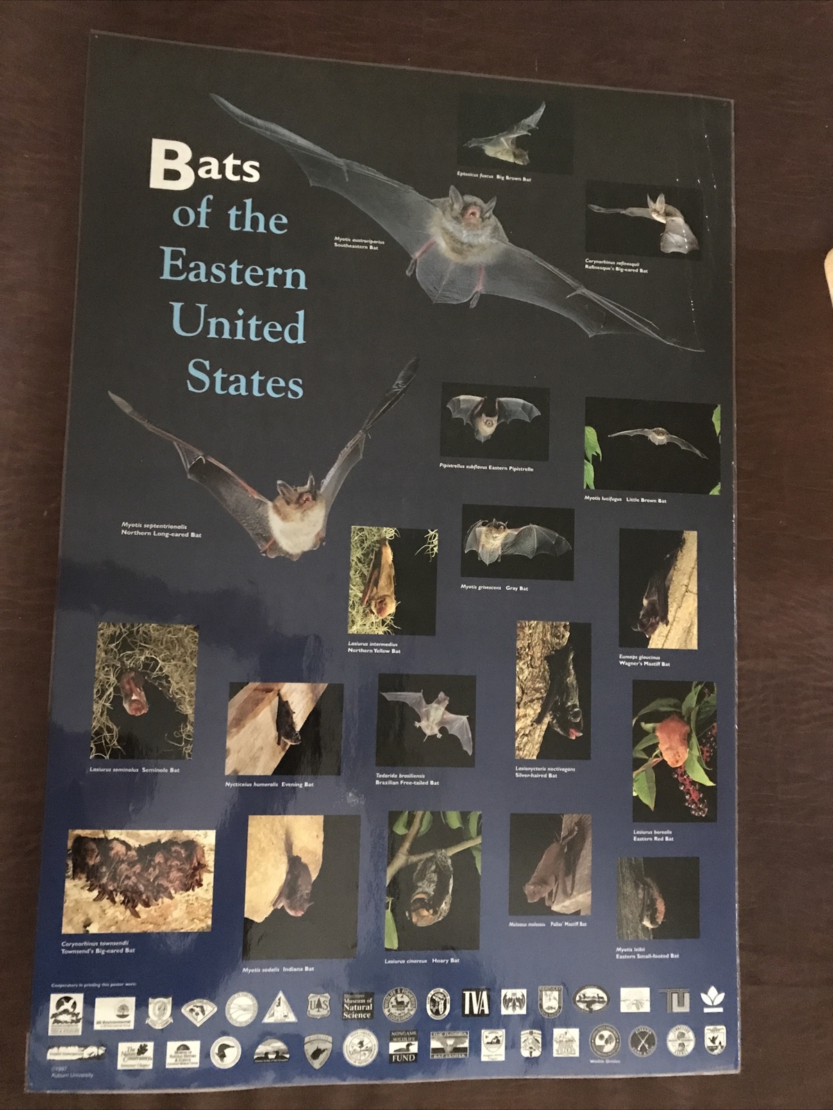 Bats of the Eastern United  States Educational Science Poster