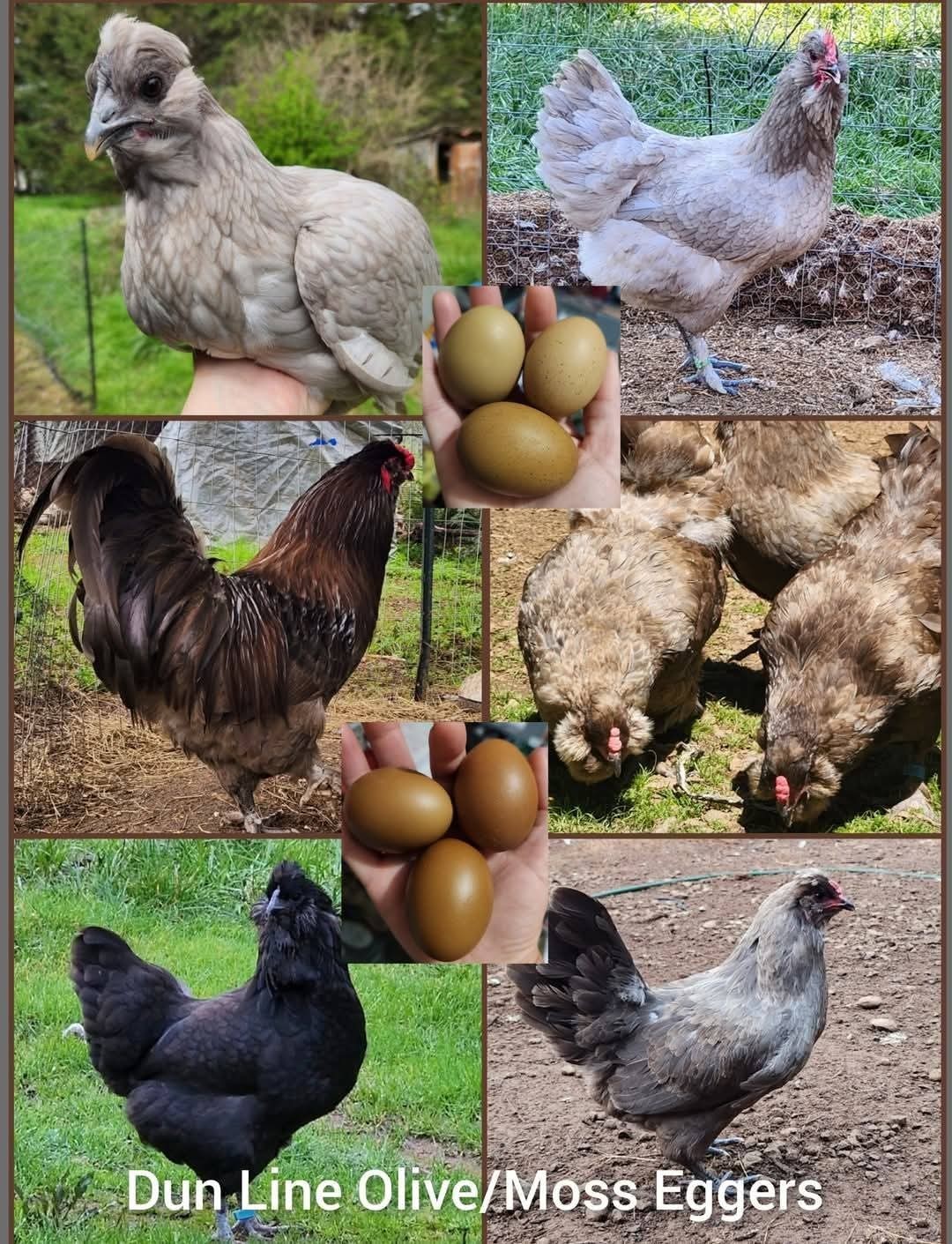 12+ *RARE* Dun Line Color Mudd Eggers! (Moss/Olive) Hatching Eggs!!