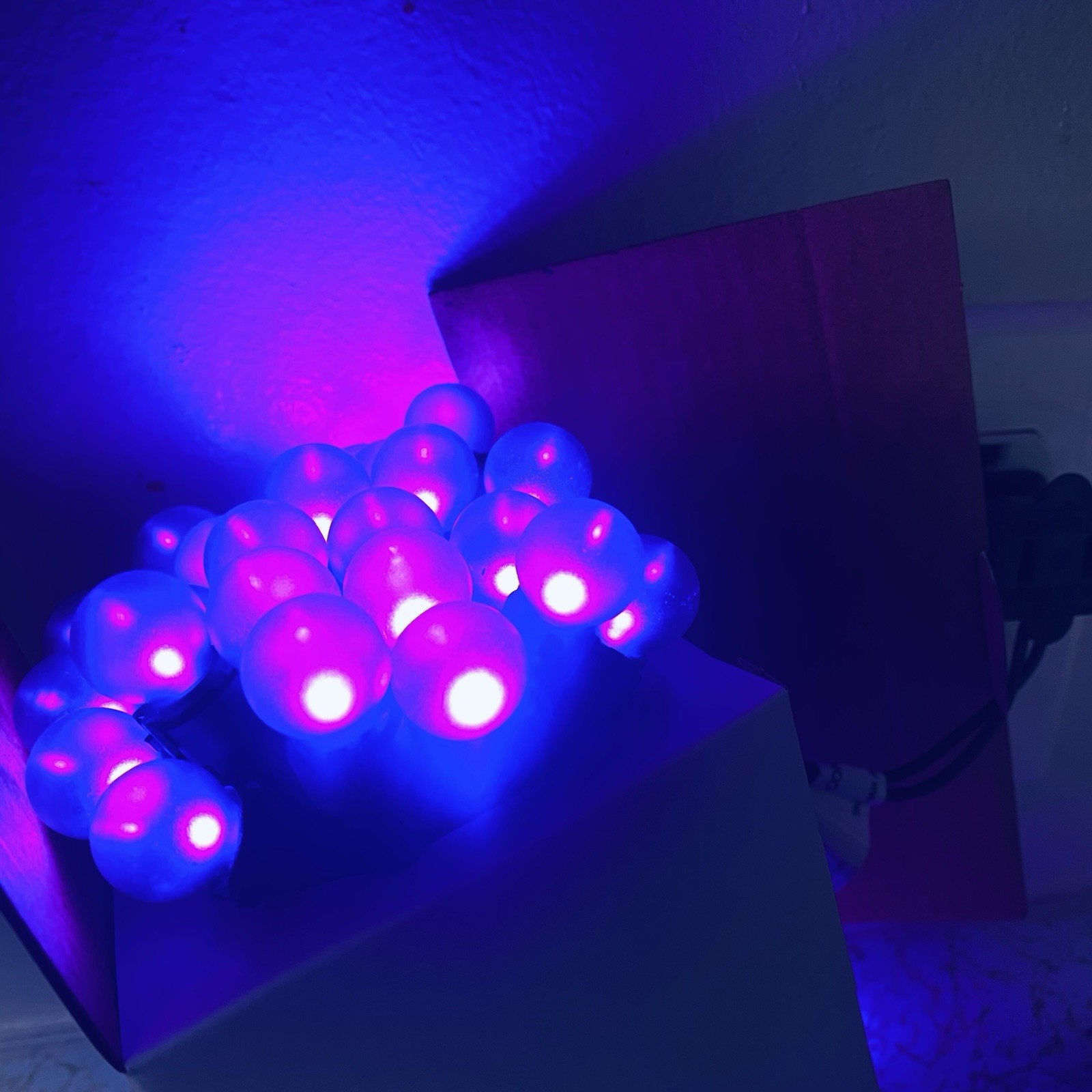 String of Purple Frosted 50 LED G15 Lights Suitable For Indoor And Outdoor Use