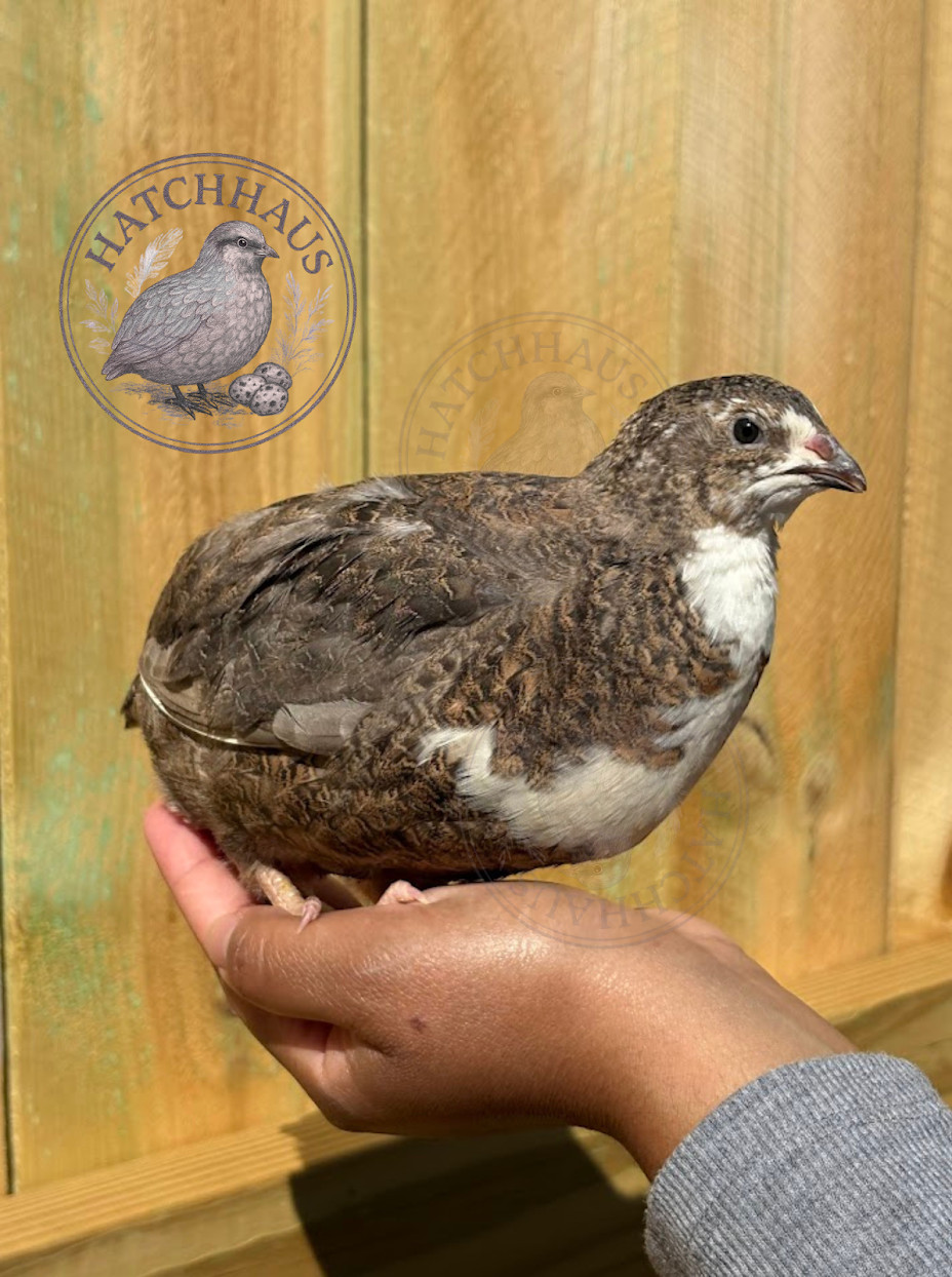 36 Assorted RARE COLORS Coturnix Quail Hatching Eggs - shipped in foam
