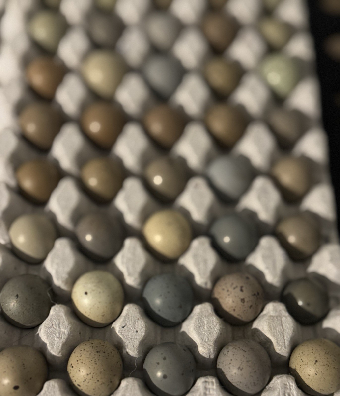20 Button Quail Hatching Eggs Multiple Colors