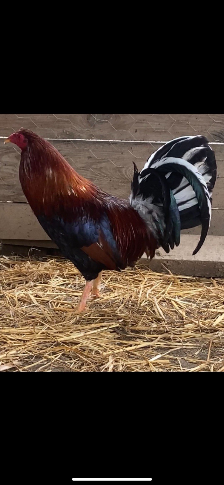 Assorted Hatching Eggs- One Dozen