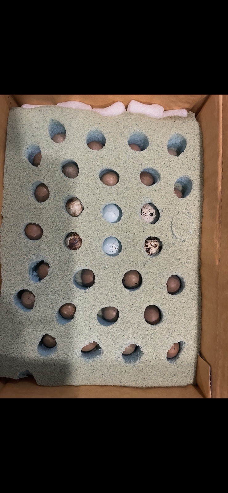 Button Quail Hatching Eggs