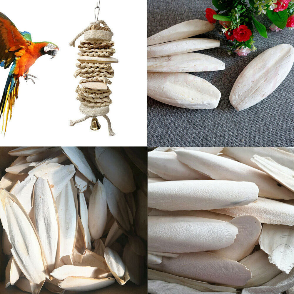 10-20Pc Cuttlebone for Birds Parrot Chewing Cuttle bone for Sharp Beaks 2.4-3.1"