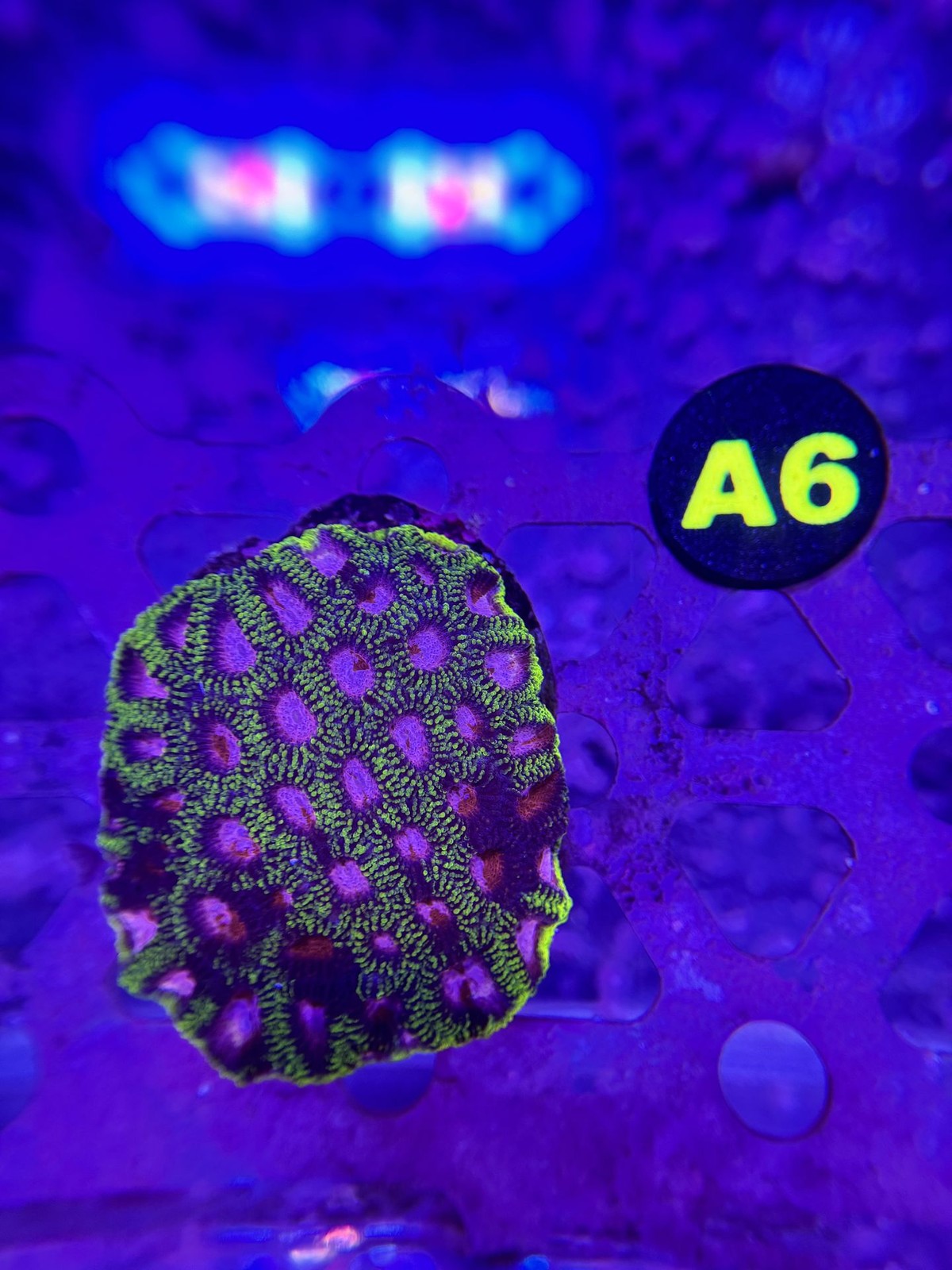 Livestock (Corals) - Favia Coral - Raptors Peace (WYSIWYG)