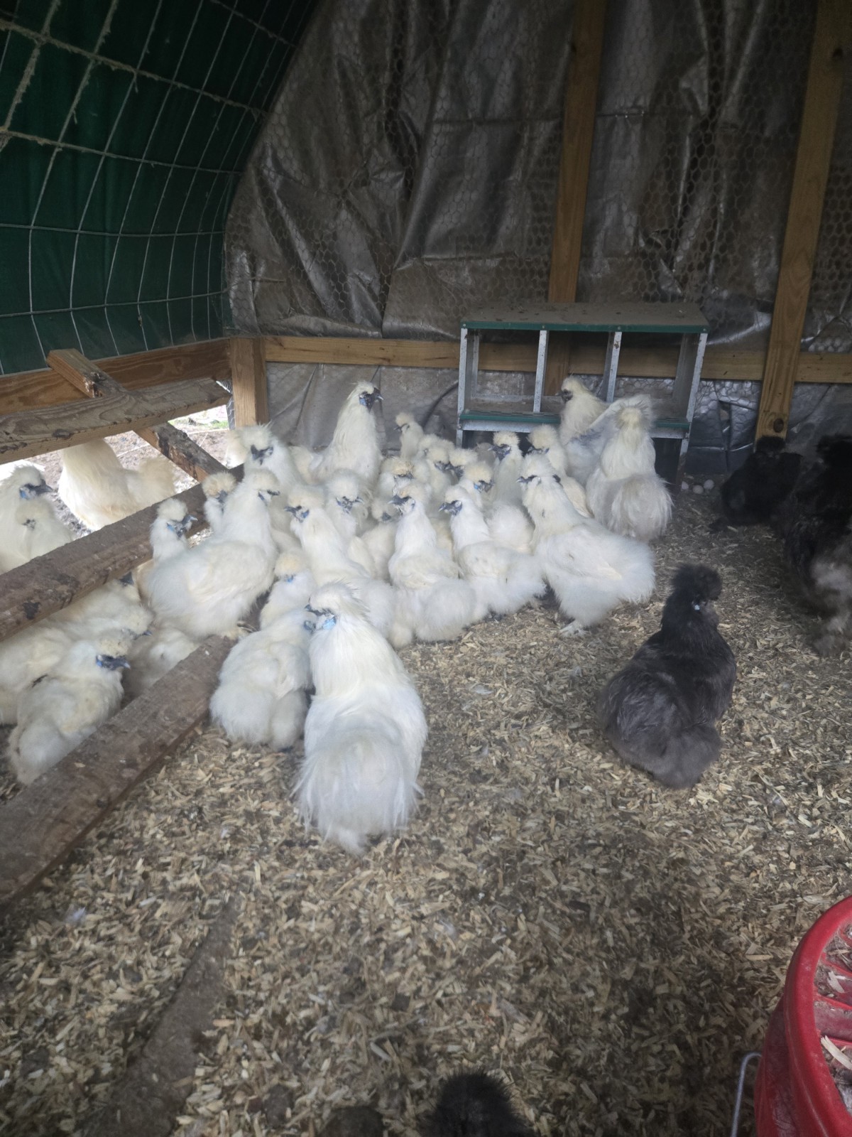 Silkies Chicken Hatching Eggs 12 Plus 2 Extra. Mixed Blue And White.