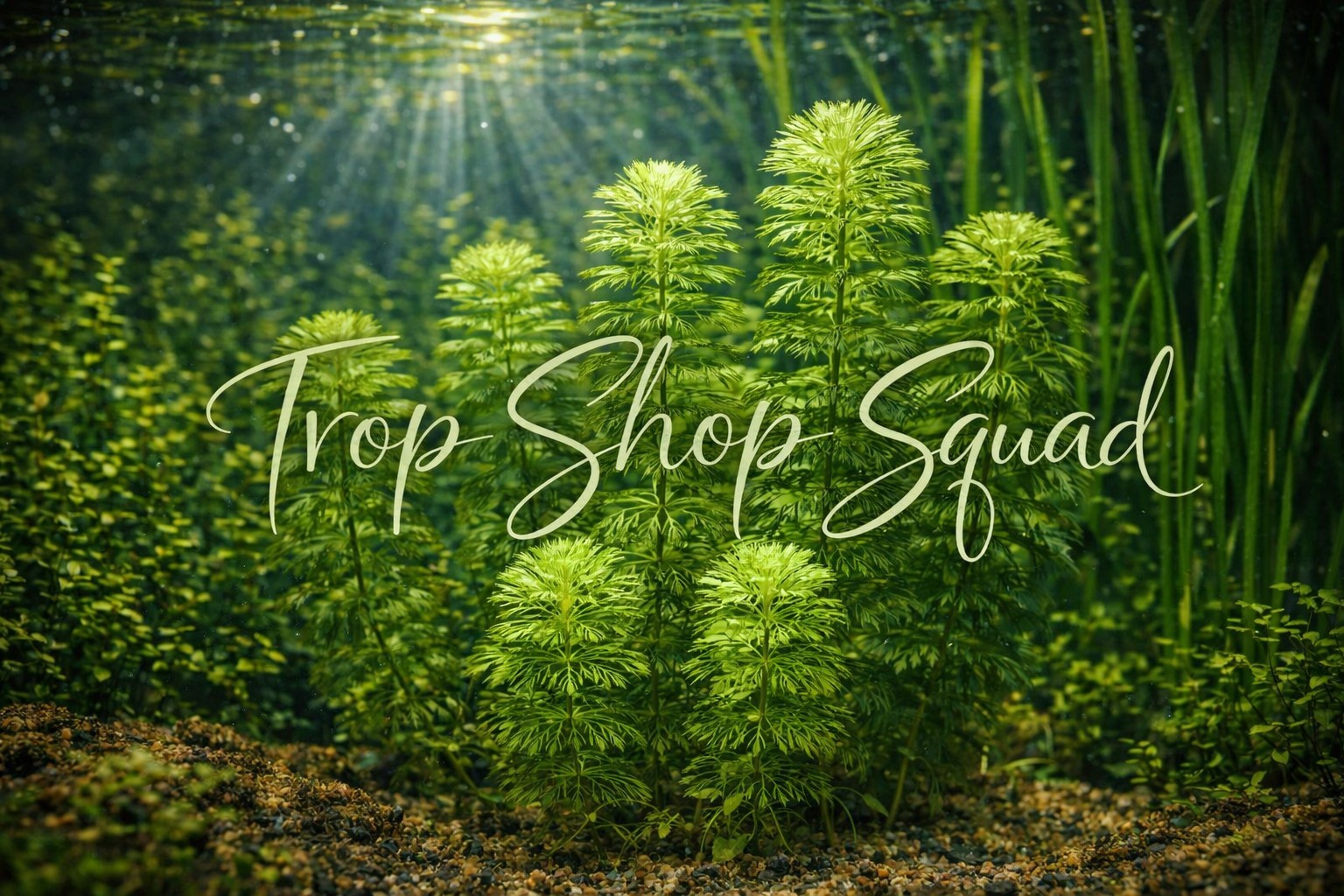 10 Green Cabomba Caroliniana Fanwort Live Aquarium Plants Bunch Buy 2 Get 1 Free
