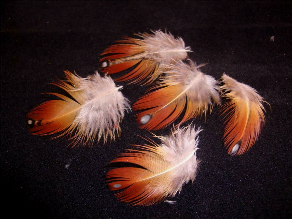 Orange White Dot Temminick Pheasant Feathers Neck Plumage Jewelry 2" 5 Pc
