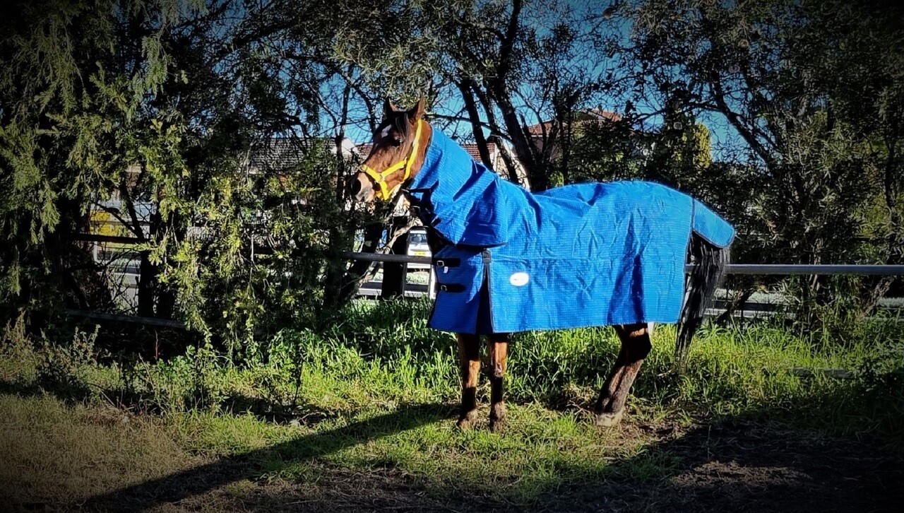 Unlined Canvas Combo, 18oz Ripstop Canvas Horse Rug