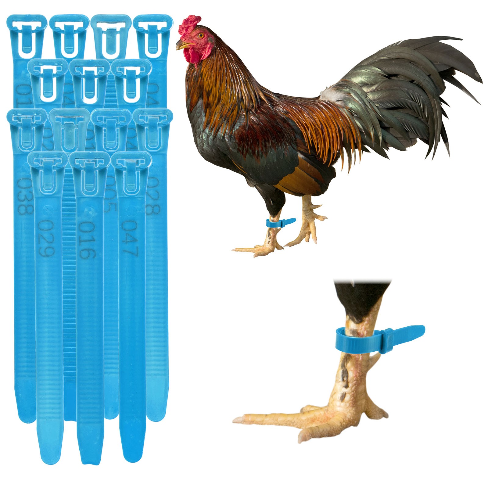 100-Pack Adjustable Chickens Leg Bands, 10-28 mm Plastic Leg Rings [Blue]