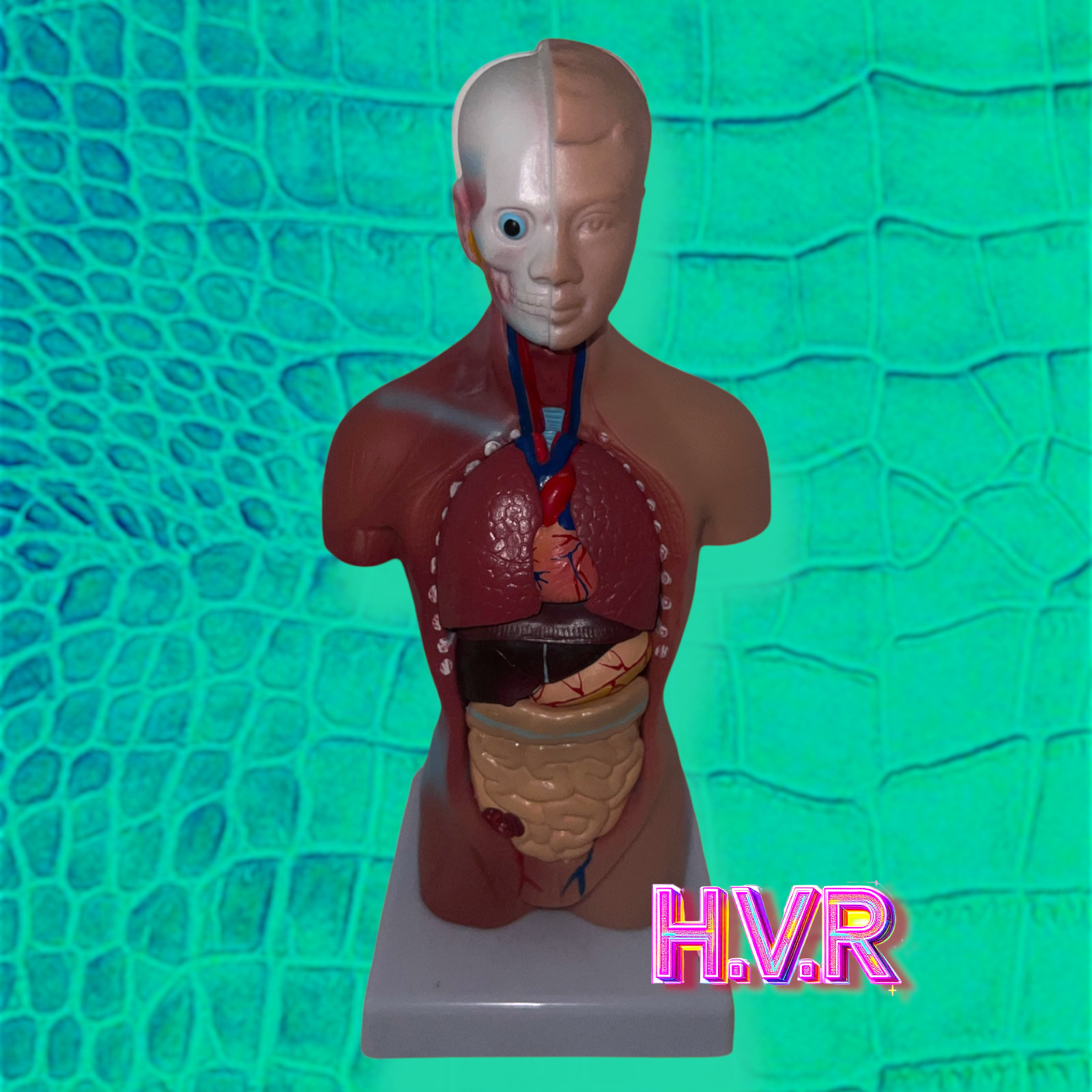 Human Torso Body Heart Brain Skeleton 15 Parts 28cm PVC Anatomy Model US-11"