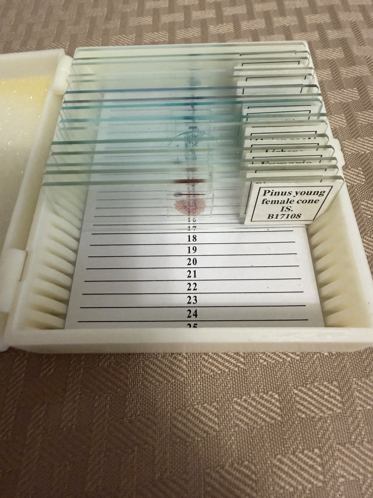 Prepared Basic Botany Microscope Slides Home Science Tools Homeschool