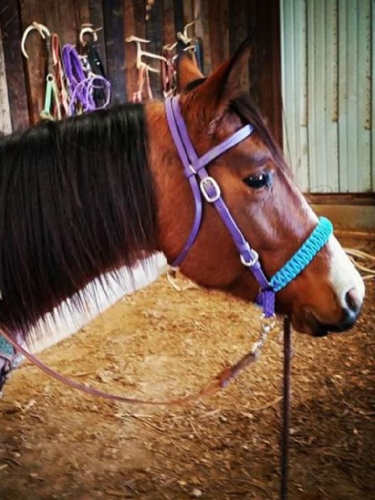 side pull hackamore attachment with a whoa black with nose knots...mini to draft