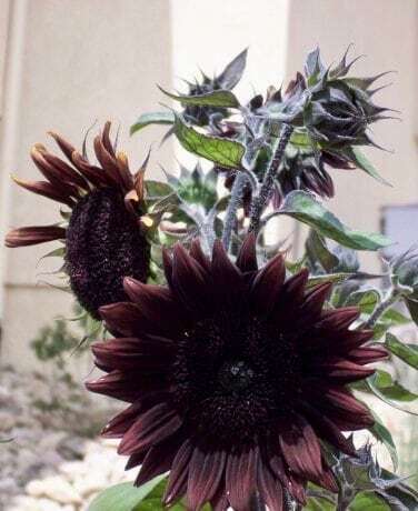 Rare ‘Black Beauty’ Sunflower Seeds ~ Helianthus Annuus ~ Pretty Flowers ~