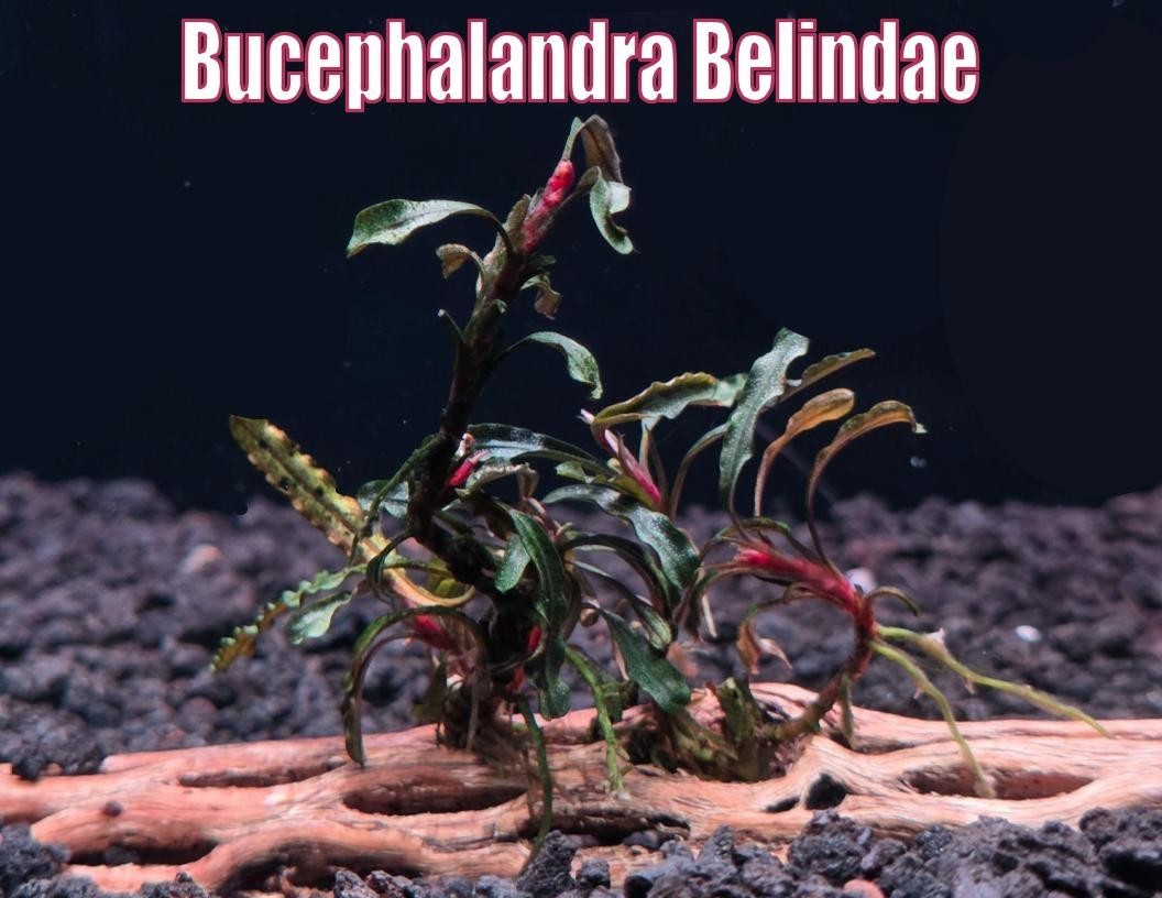 Bucephalandra Belindae Live Aquatic Buce Epiphyte Rhizome Fish Aquarium Plant