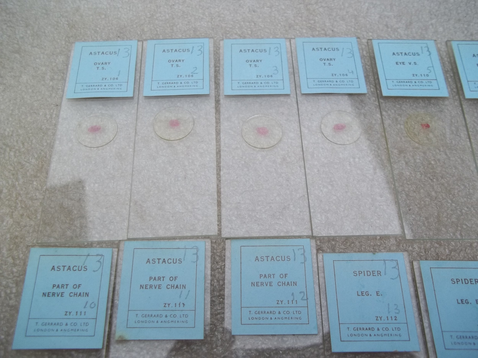 Vintage Glass Microscope Slides -
