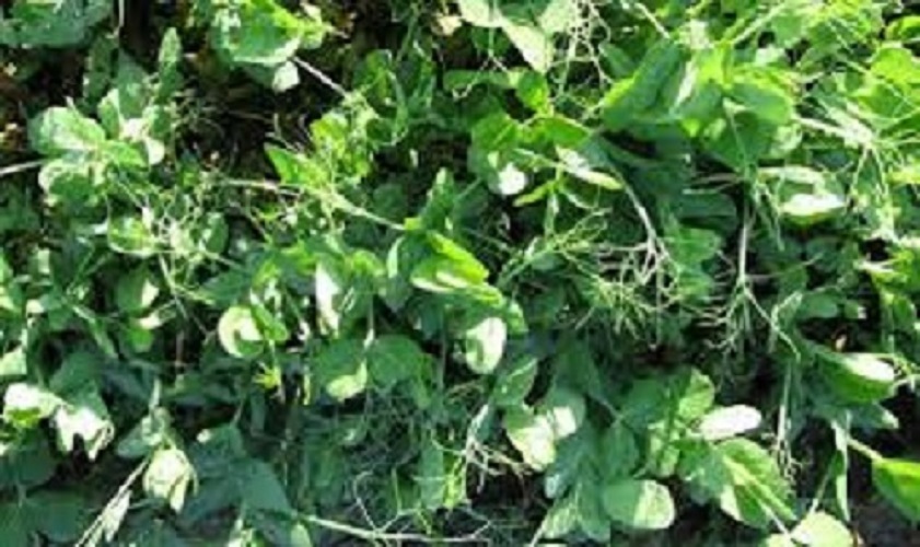 5 Lbs Deer Hunter's FALL DEER FOOD PLOT SEED MIX Wheat Oats Rye Peas + Brassicas