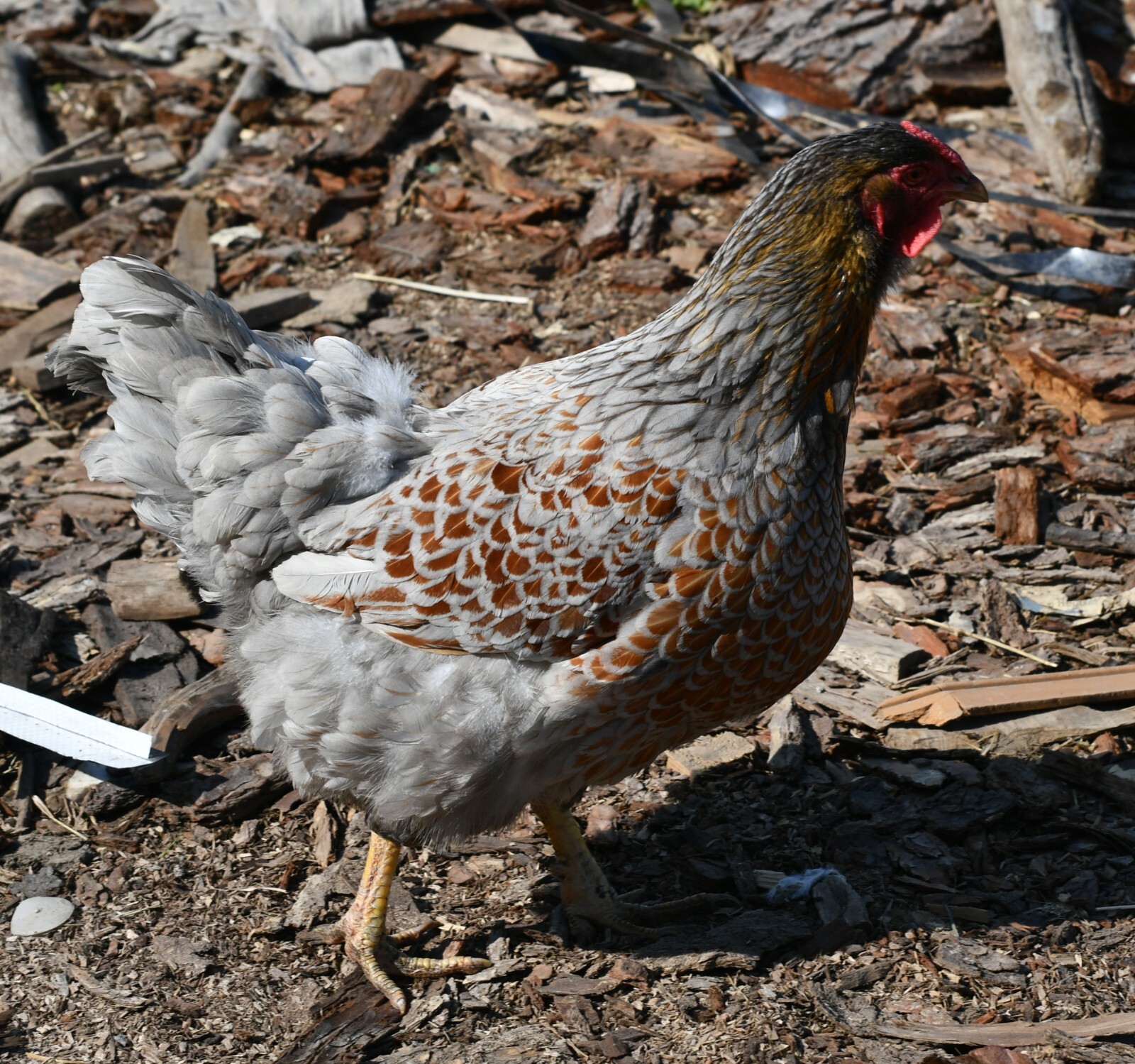 10 Fertile Blue-laced Red Wyandotte eggs