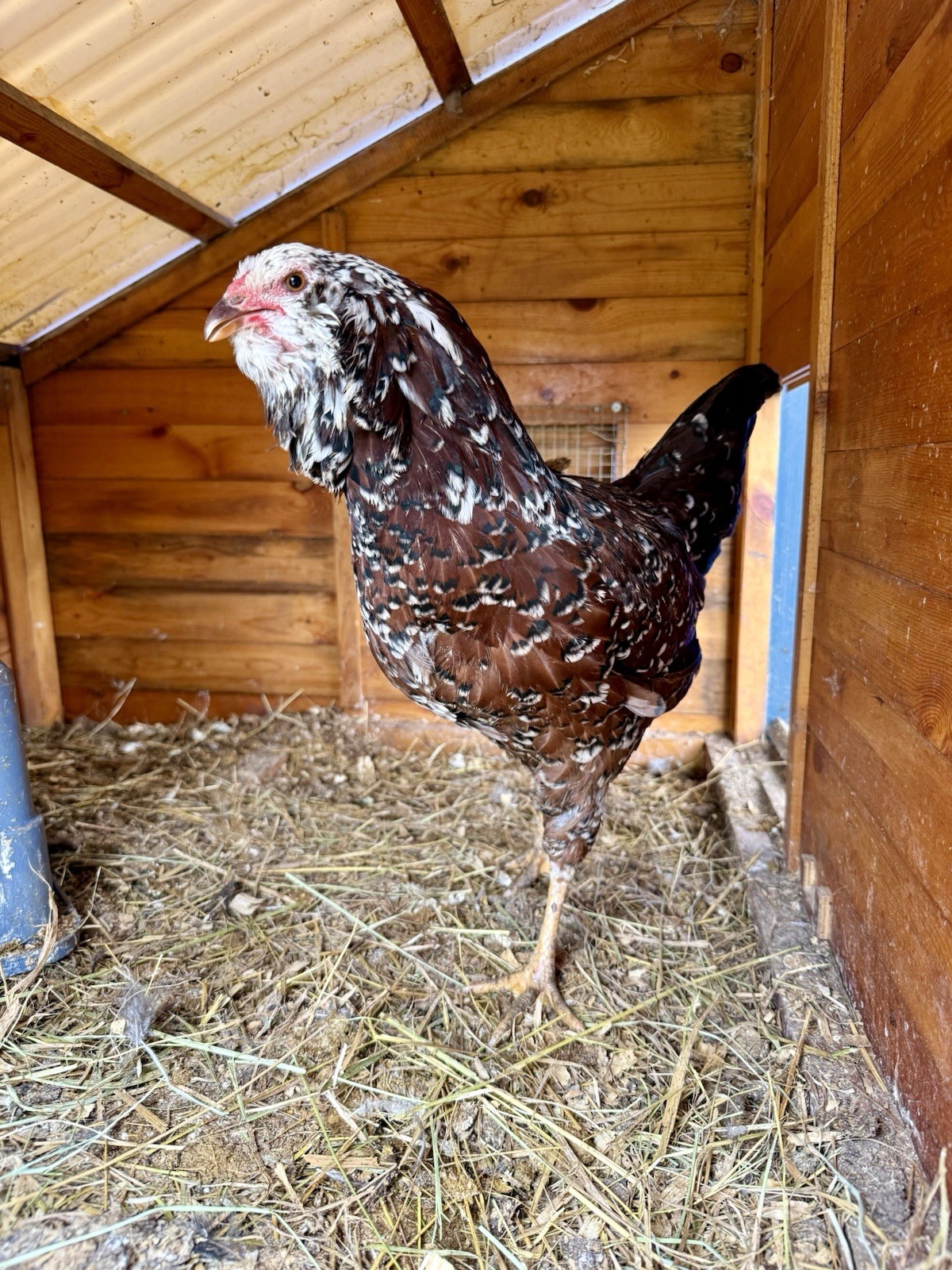 15+ Fertile Chicken Hatching Eggs