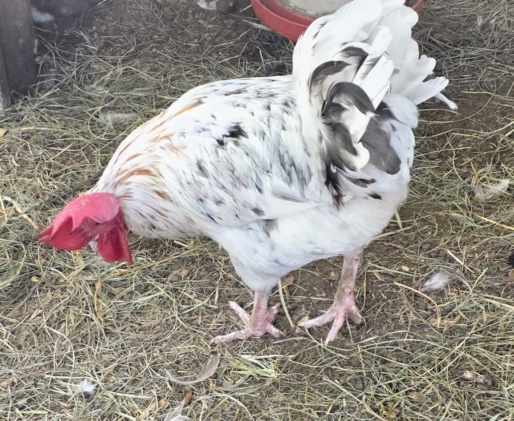 Hatching Maran Eggs 8 (Splash, Blue And Black Copper