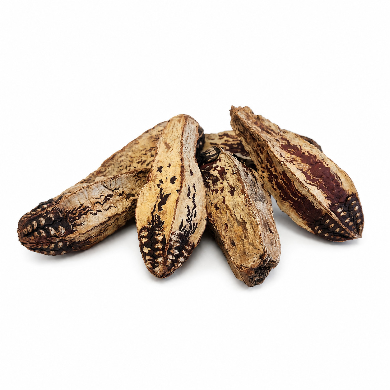 Mahogany Pods for Aquariums & Terrariums