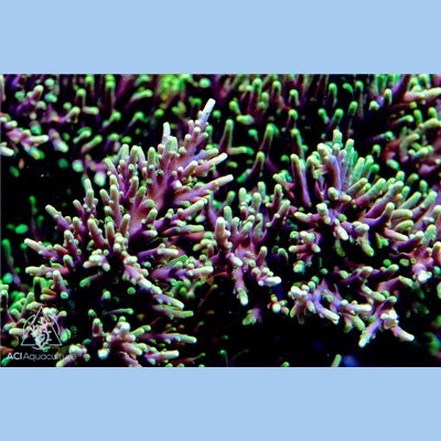 ACI Marvin The Martian Acropora Coral - SAQ Coral Farm