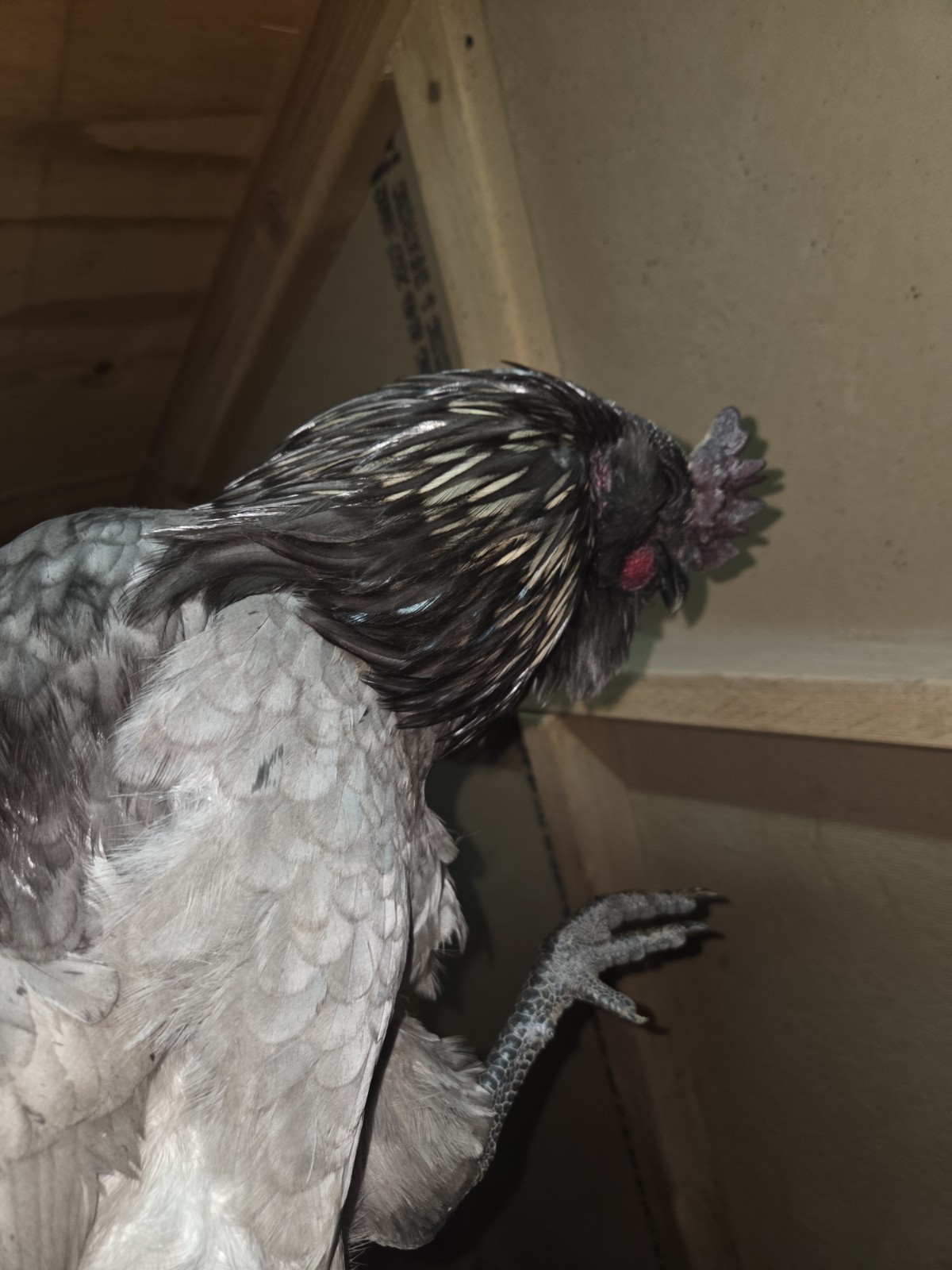 6+ Fertilized Blue & Olive Chicken Eggs